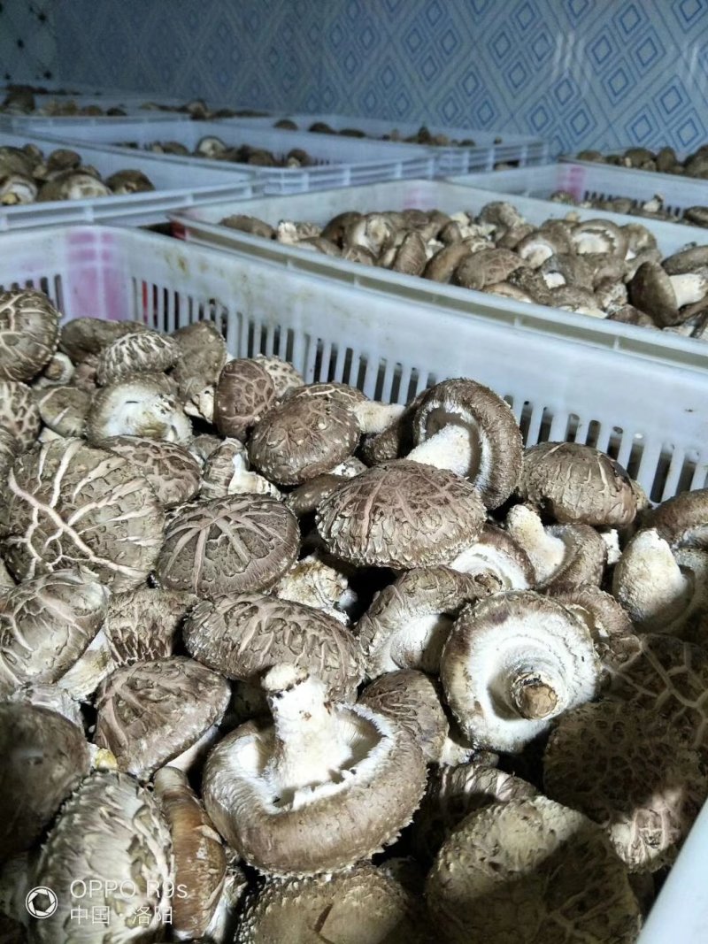 鲜香菇，以808和9608为主