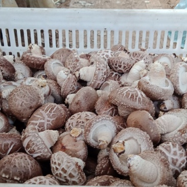 鲜香菇，以808和9608为主