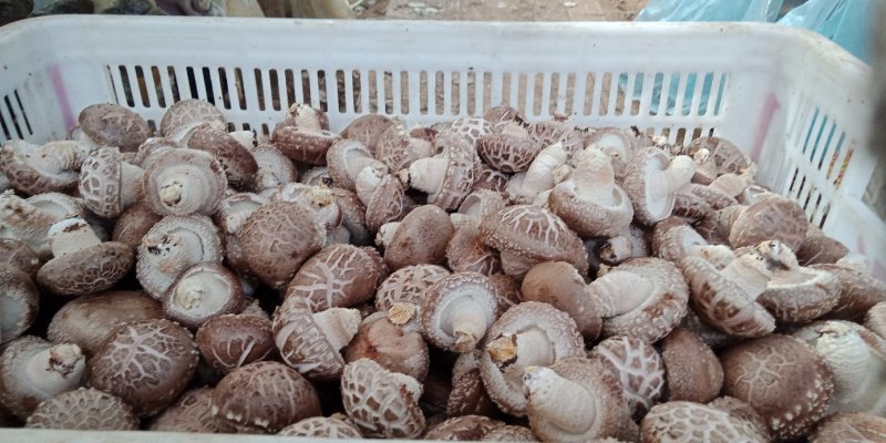 鲜香菇，以808和9608为主