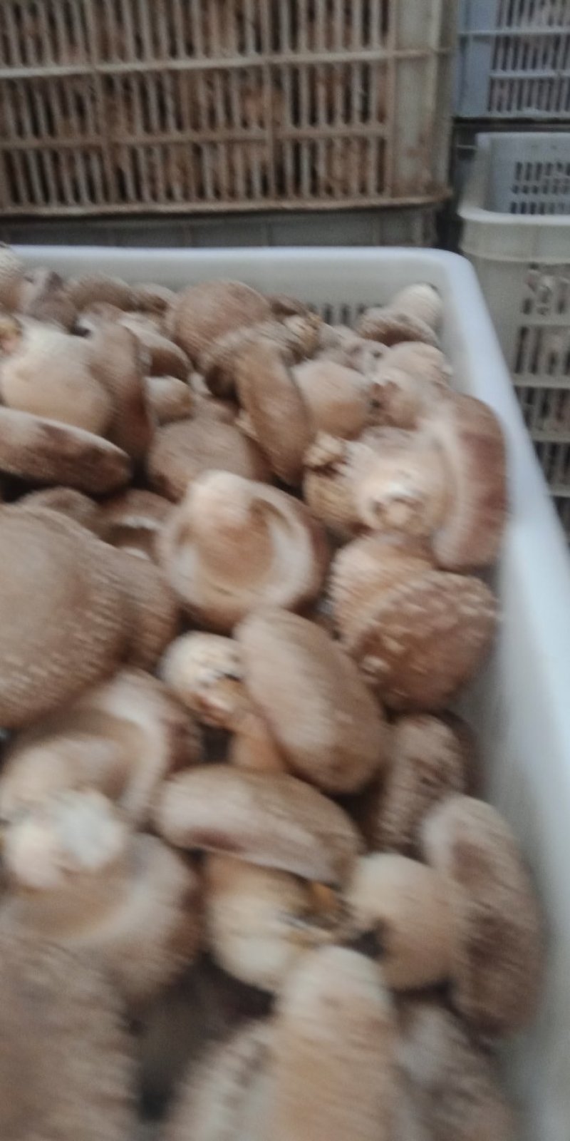 鲜香菇，以808和9608为主