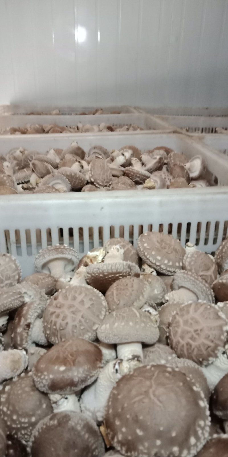 鲜香菇，以808和9608为主