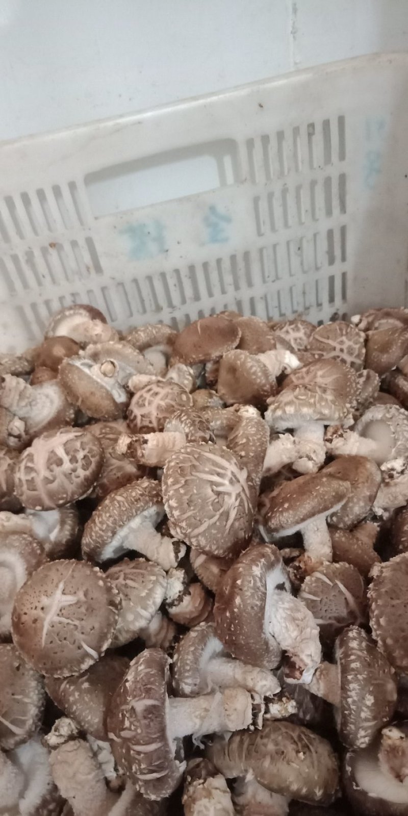 鲜香菇，以808和9608为主