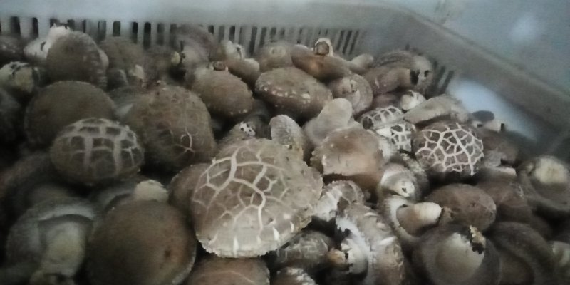 鲜香菇，以808和9608为主