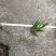 贵州遵义刺竹苗，可支持物流，视频或实地看货
