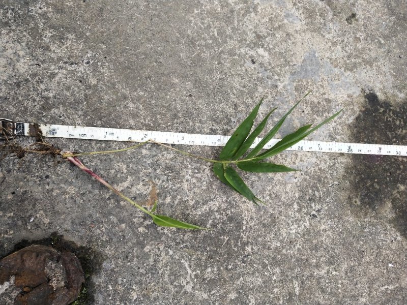 贵州遵义刺竹苗，可支持物流，视频或实地看货