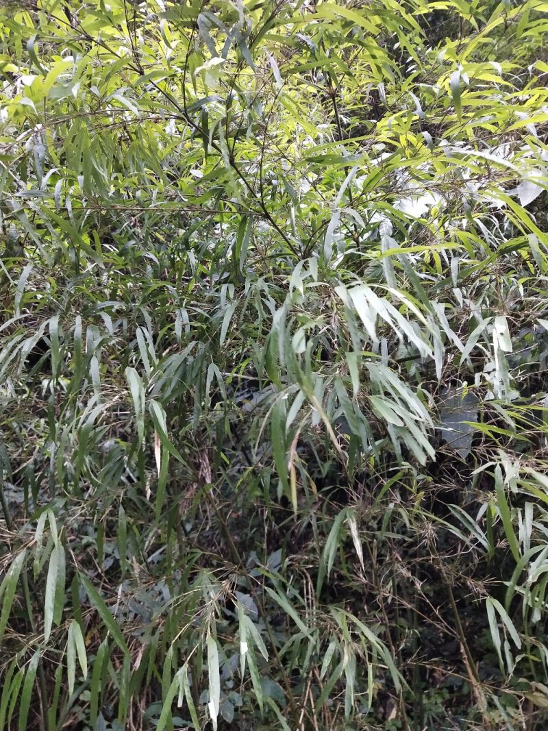 贵州遵义刺竹苗，可支持物流，视频或实地看货