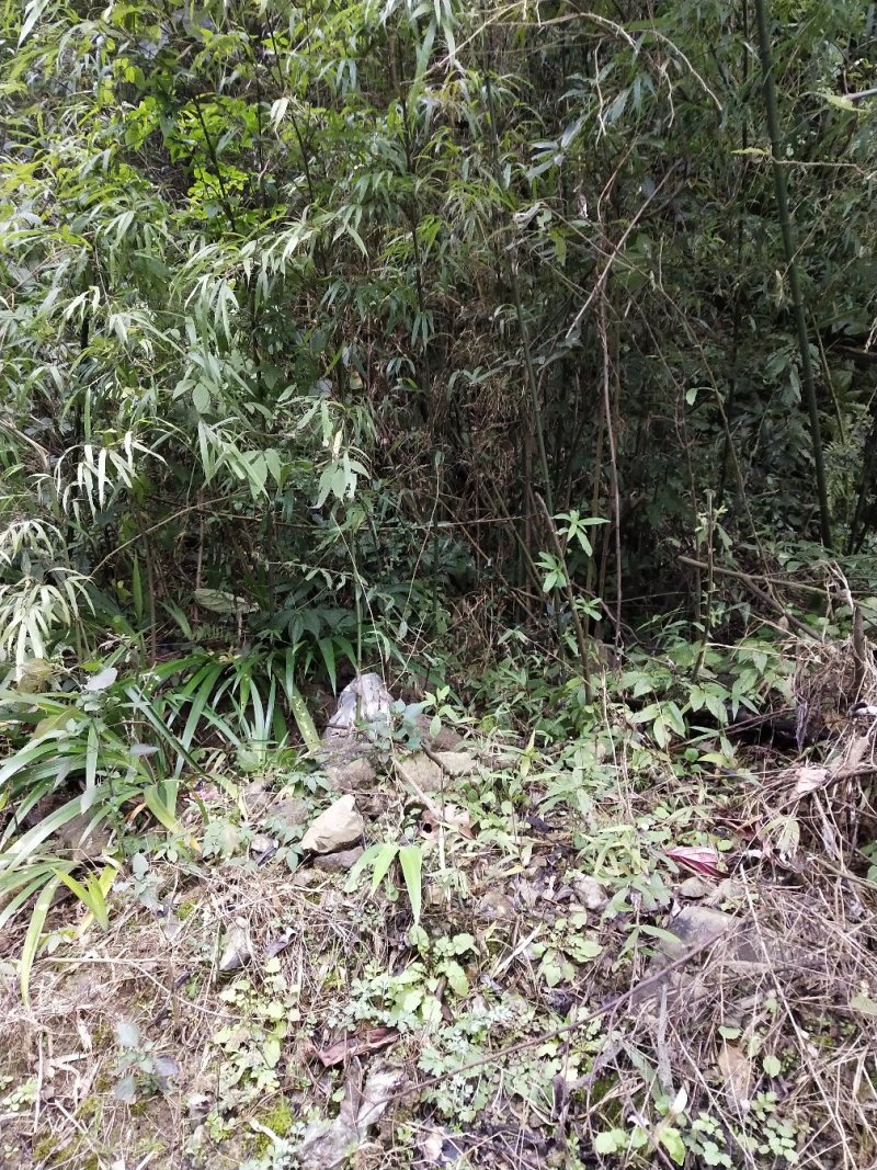 贵州遵义刺竹苗，可支持物流，视频或实地看货