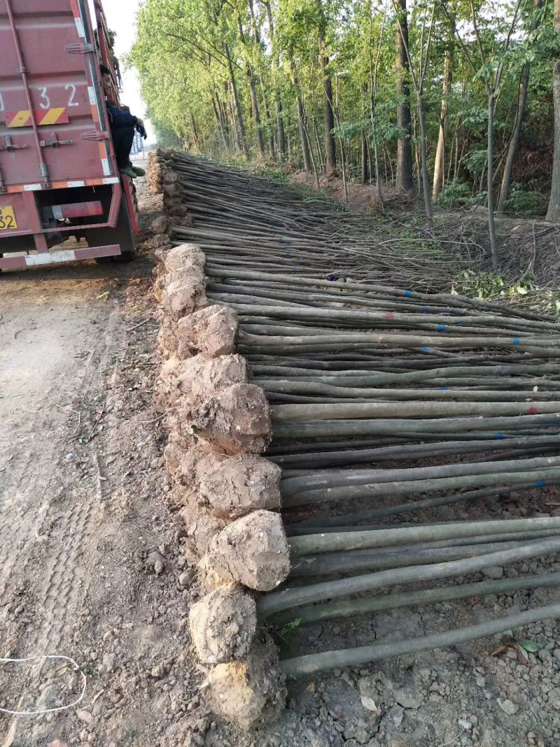 大叶女贞米径3公分价格6元潢川县卜塔集苗木基地常年供应