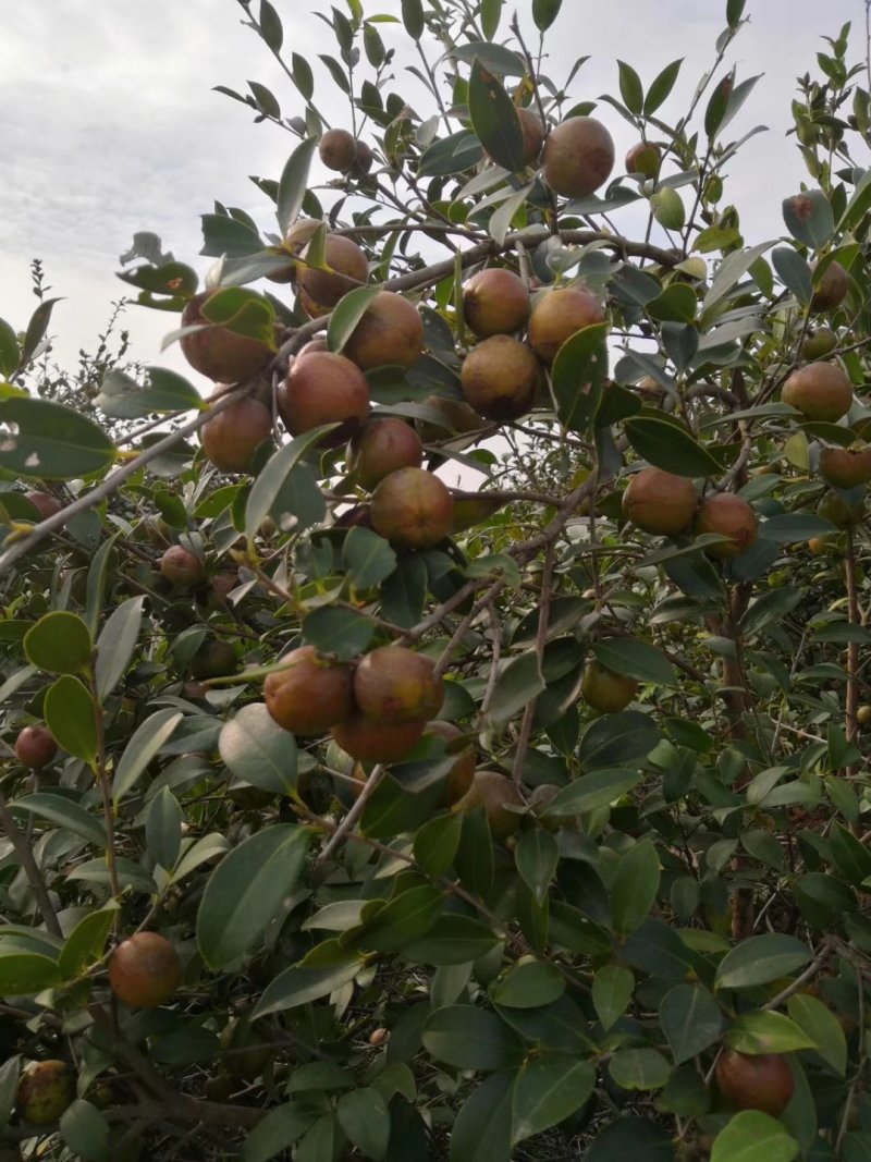油茶干籽