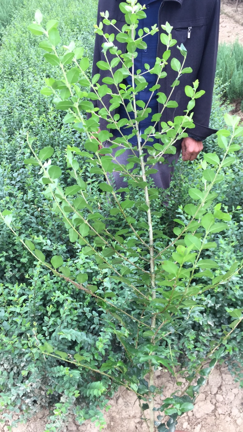 小叶女贞金叶女贞40高自产自销，品质保证无中介