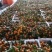 国庆蜜橘5.5~6cm量大质优