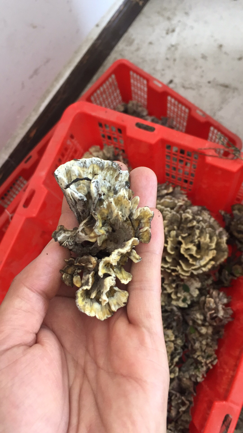 速冻干巴菌！批发及零售