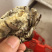 速冻干巴菌！批发及零售
