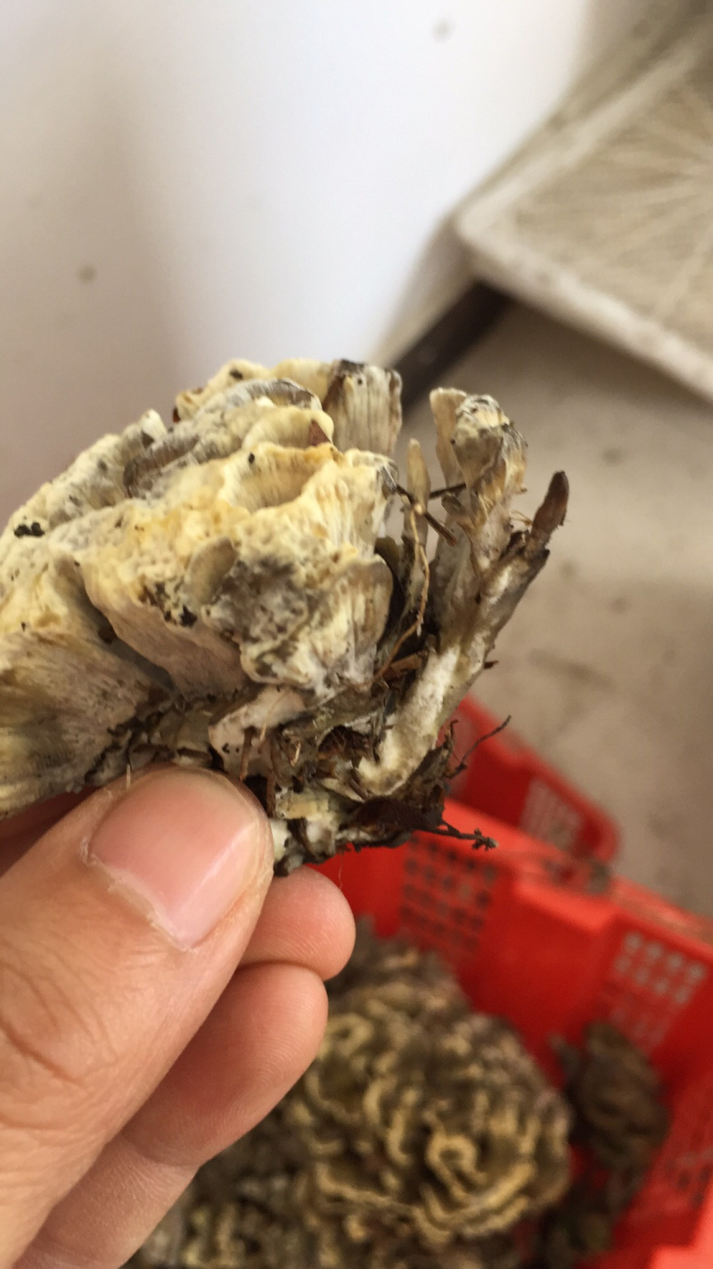 速冻干巴菌！批发及零售