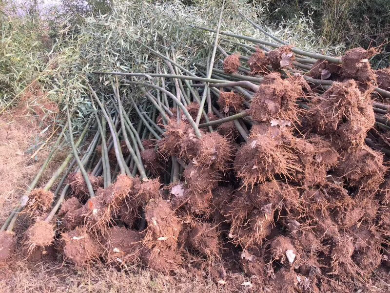 刚竹米径1.5-2公分的基地一百万棵出售质量如图所示