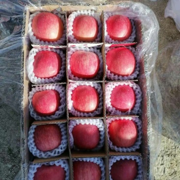 红富士现已大量上市量大价格美丽