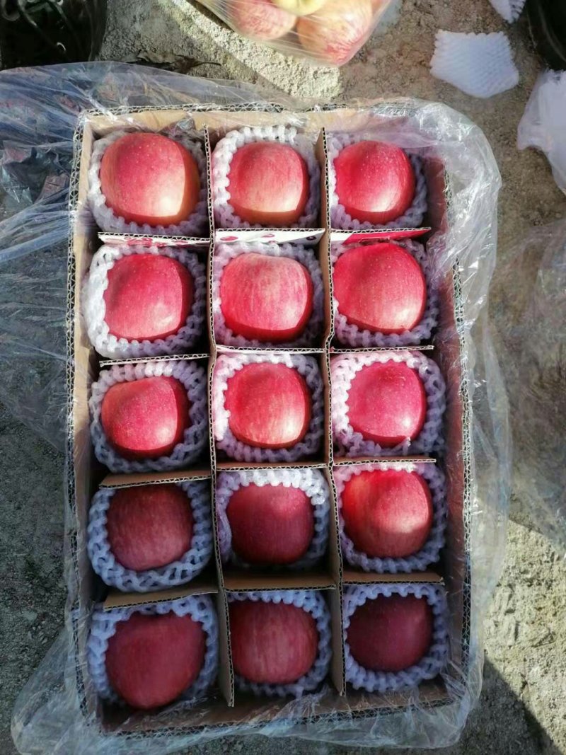 红富士现已大量上市量大价格美丽