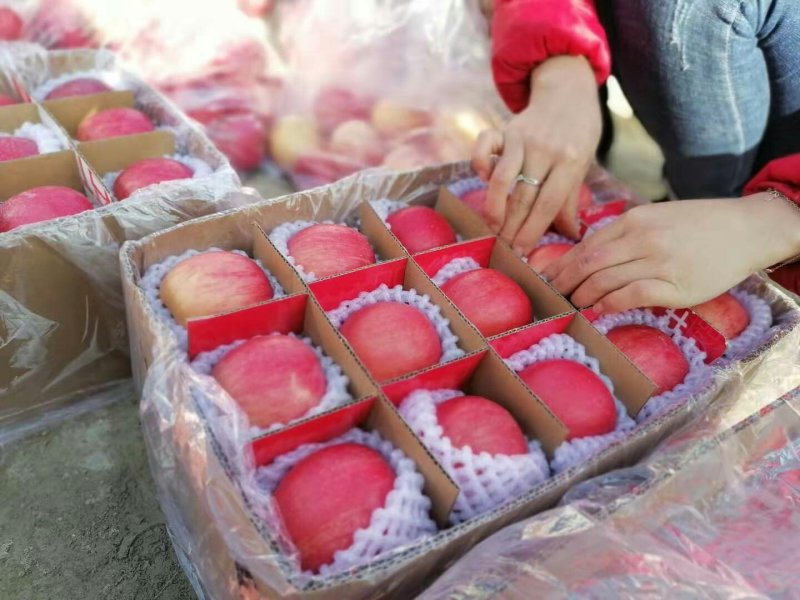 红富士现已大量上市量大价格美丽