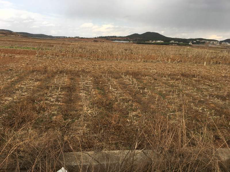 150亩水浇地出租，适合种青花，大棚