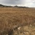150亩水浇地出租，适合种青花，大棚