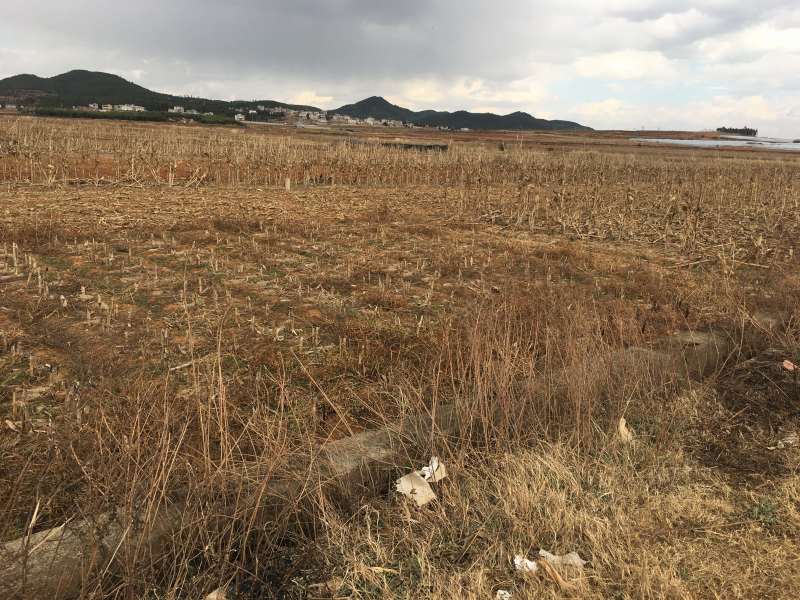 150亩水浇地出租，适合种青花，大棚