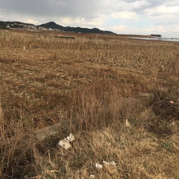 150亩水浇地出租，适合种青花，大棚