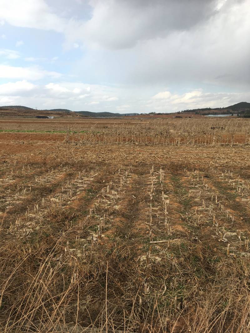 150亩水浇地出租，适合种青花，大棚