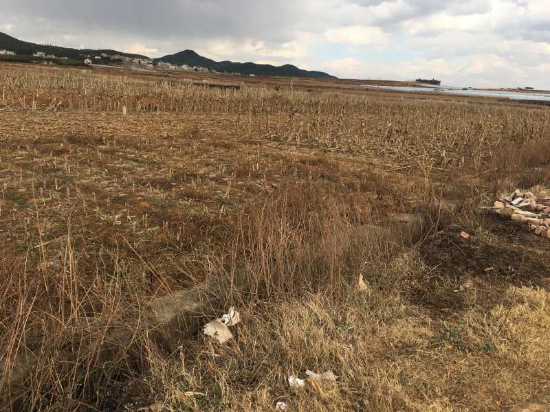 150亩水浇地出租，适合种青花，大棚