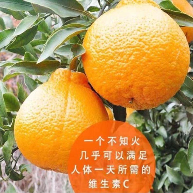 丑橘苗不知火柑橘苗果大味甜品种纯正基地直销