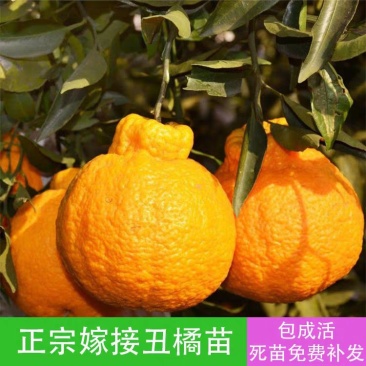 丑橘苗不知火柑橘苗果大味甜品种纯正基地直销
