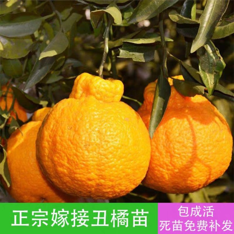 丑橘苗不知火柑橘苗果大味甜品种纯正基地直销