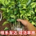 丑橘苗不知火柑橘苗果大味甜品种纯正基地直销