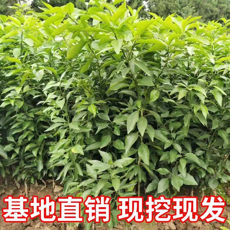 丑橘苗不知火柑橘苗果大味甜品种纯正基地直销
