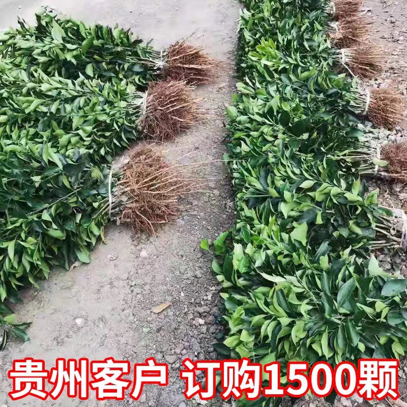 丑橘苗不知火柑橘苗果大味甜品种纯正基地直销
