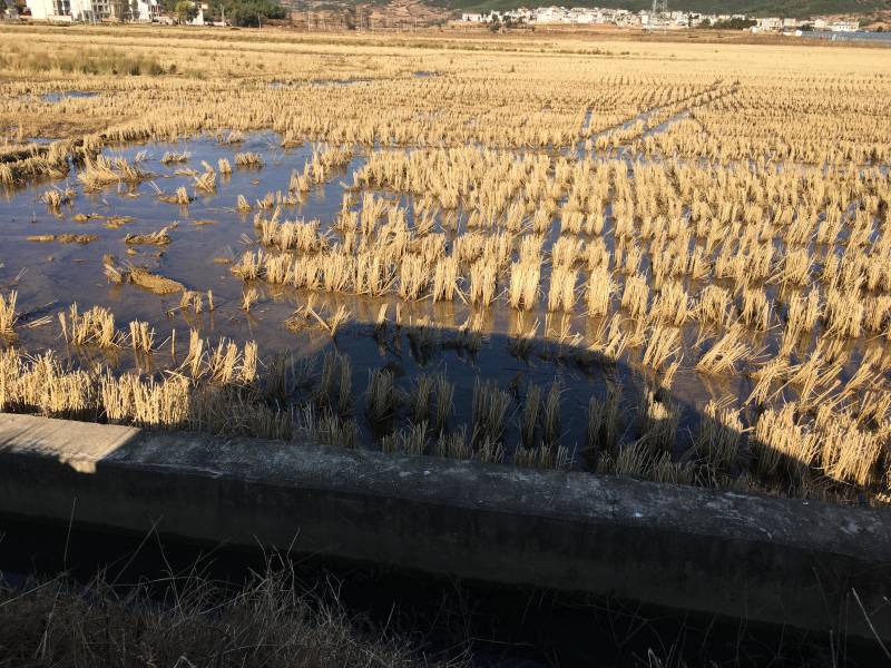 240亩茭瓜地出租，在曲靖马龙