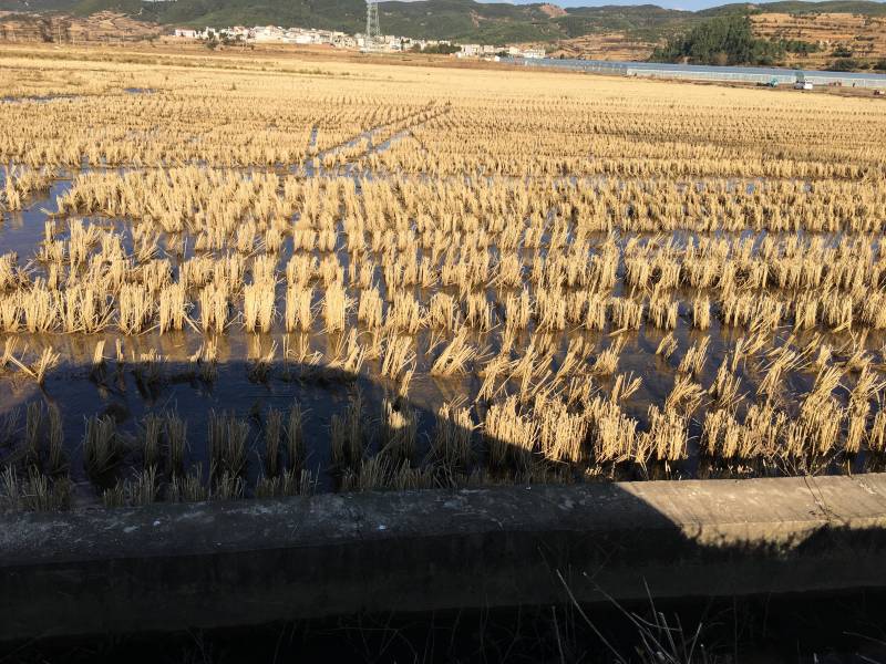 240亩茭瓜地出租，在曲靖马龙