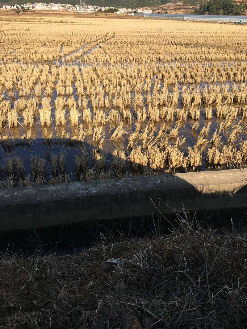 240亩茭瓜地出租，在曲靖马龙