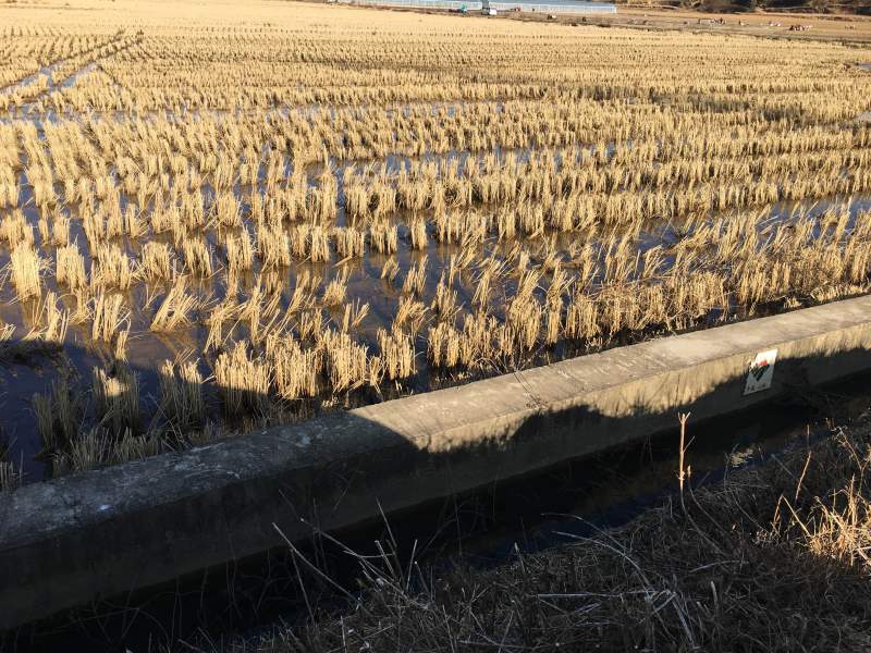 240亩茭瓜地出租，在曲靖马龙