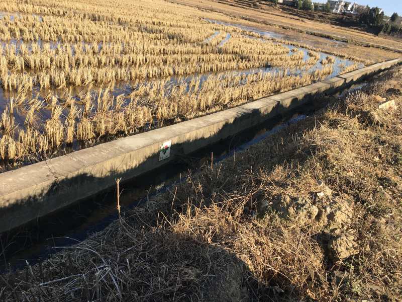 240亩茭瓜地出租，在曲靖马龙