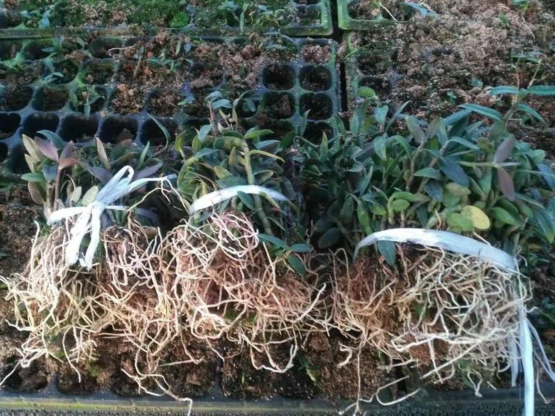 云南铁皮石斛驯化苗两年苗苗高3-8公分种植成活率高