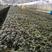 云南铁皮石斛驯化苗两年苗苗高3-8公分种植成活率高