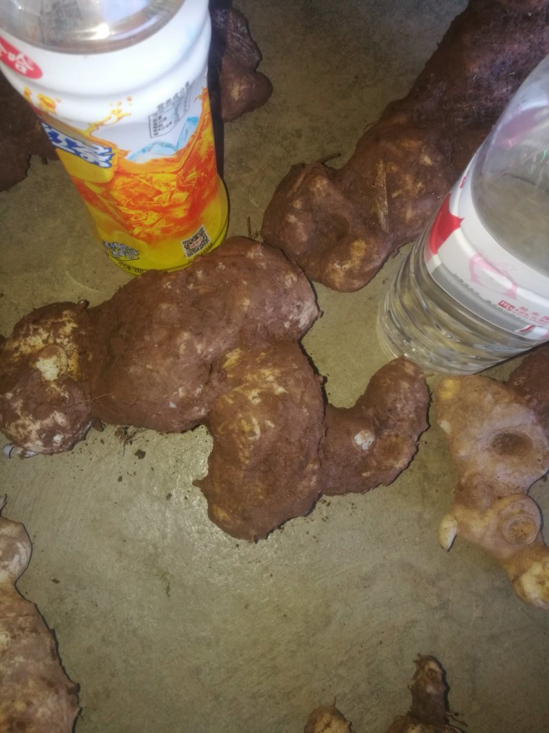 田黄精，黄精片，黄精个子鲜货