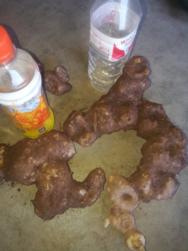 田黄精，黄精片，黄精个子鲜货