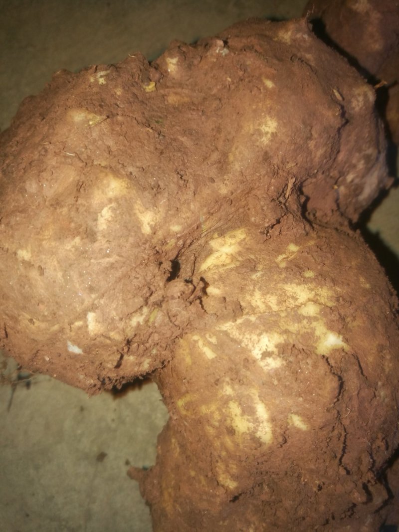 田黄精，黄精片，黄精个子鲜货
