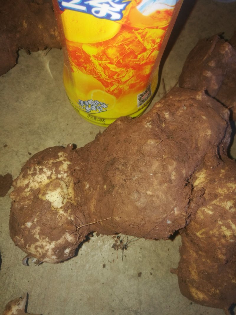 田黄精，黄精片，黄精个子鲜货