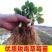 草莓苗～品种苗，随珠甜宝妙香甜宝品种保证假一赔十顺丰包邮