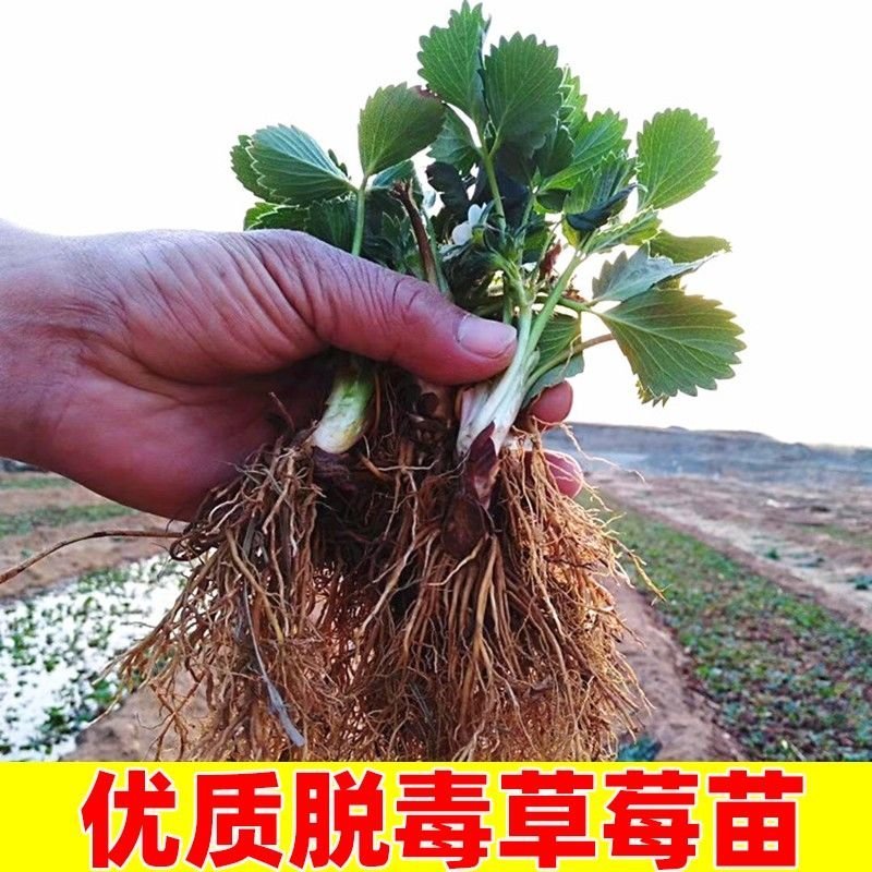 草莓苗～品种苗，随珠甜宝妙香甜宝品种保证假一赔十顺丰包邮
