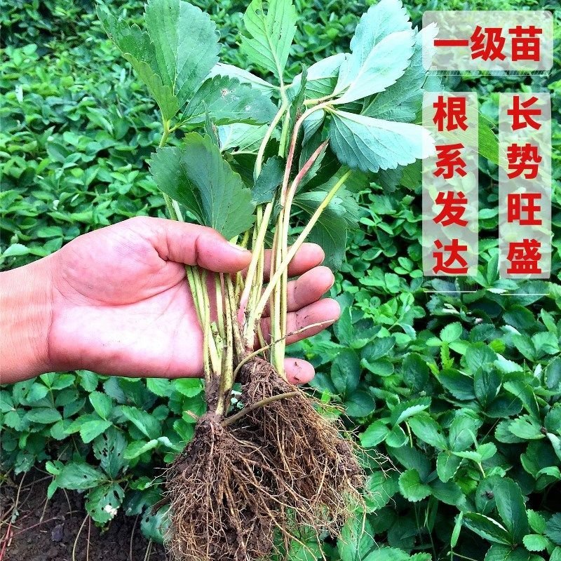 草莓苗～品种苗，随珠甜宝妙香甜宝品种保证假一赔十顺丰包邮