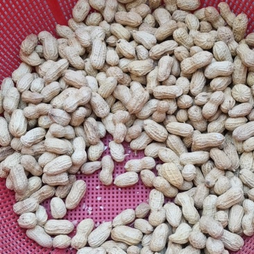 供应花玉20精选果