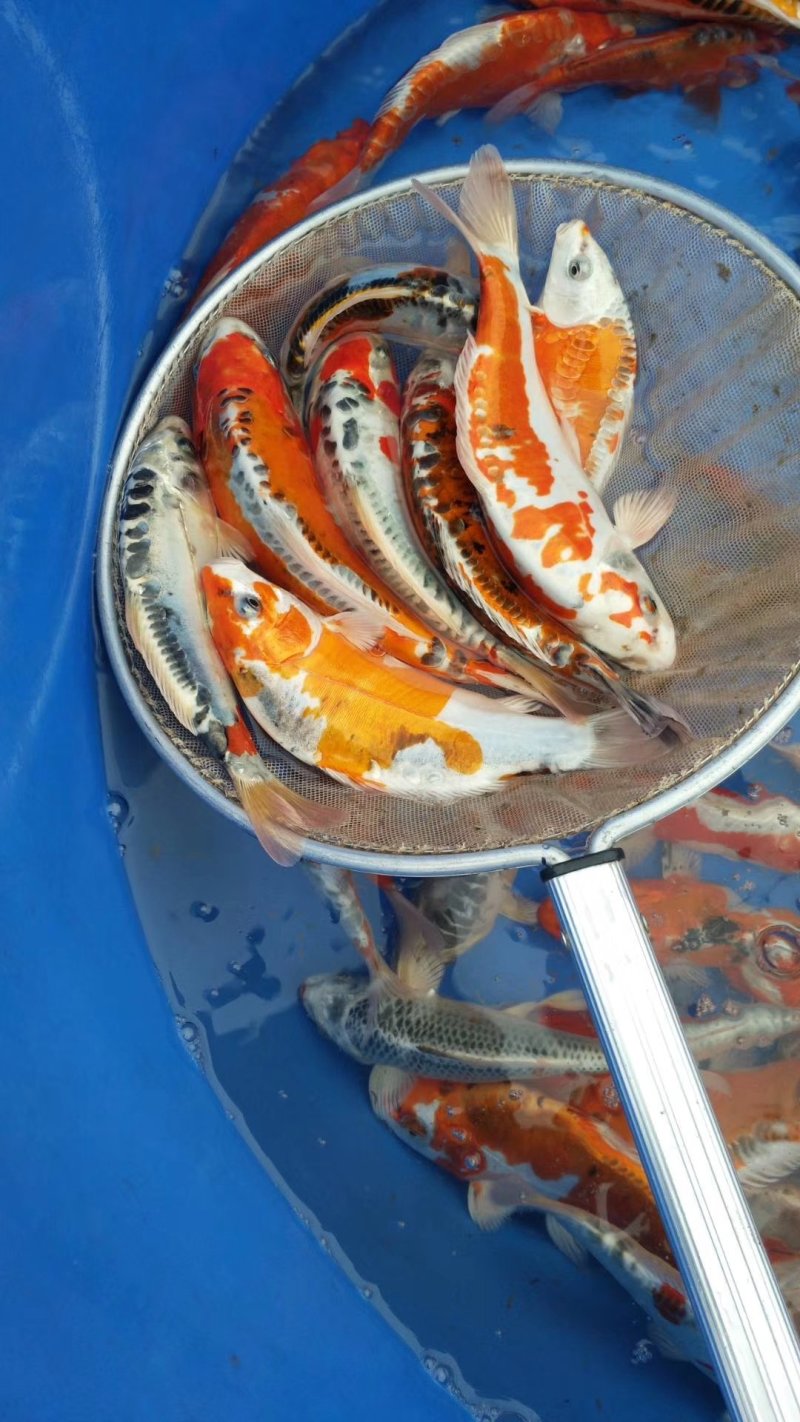 水产